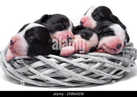 Zehn Tage alte, ausgezeichnete Welpen des walisischen Corgi Pembroke, isoliert auf weißem Hintergrund, Studio Stockfoto