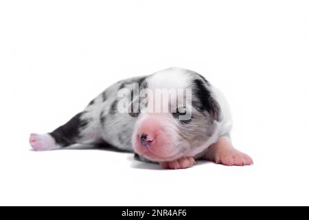 Zehn Tage alte, ausgezeichnete Welpen des walisischen Corgi Pembroke, isoliert auf weißem Hintergrund, Studio Stockfoto