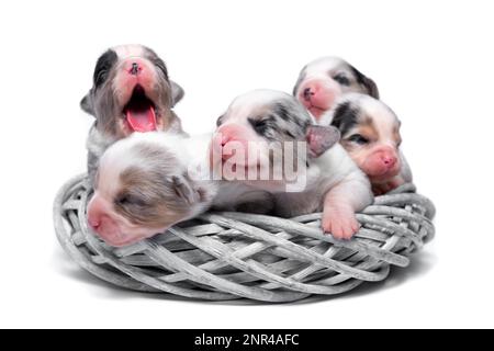 Zehn Tage alte, ausgezeichnete Welpen des walisischen Corgi Pembroke, isoliert auf weißem Hintergrund, Studio Stockfoto