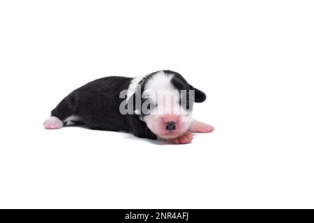 Zehn Tage alte, ausgezeichnete Welpen des walisischen Corgi Pembroke, isoliert auf weißem Hintergrund, Studio Stockfoto