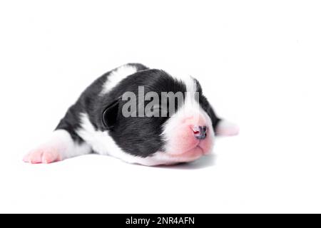 Zehn Tage alte, ausgezeichnete Welpen des walisischen Corgi Pembroke, isoliert auf weißem Hintergrund, Studio Stockfoto