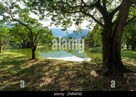 Wunderschöne Landschaft mit See und Bäumen. Taiping Lake Gardens, Malaysia. Stockfoto
