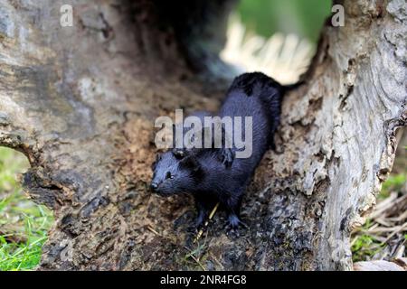 Amerikanischer Mink (Mustela vison), Erwachsener mit jungen, Pine County, Minnesota, USA, Nordamerika Stockfoto