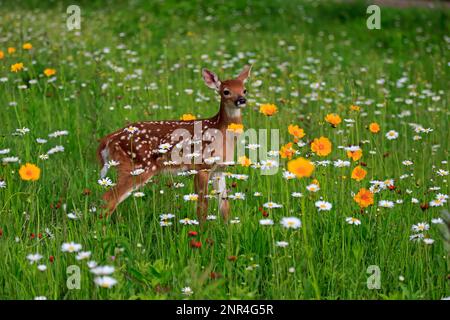 Weißwedelhirsch, jung, zehn Tage, Pine County, Minnesota, USA, Nordamerika (Odocoileus virginianus) Stockfoto