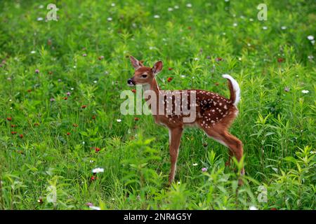 Weißwedelhirsch, jung, zehn Tage, Pine County, Minnesota, USA, Nordamerika (Odocoileus virginianus) Stockfoto