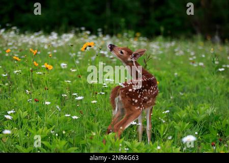 Weißwedelhirsch, jung, zehn Tage, Pine County, Minnesota, USA, Nordamerika (Odocoileus virginianus) Stockfoto