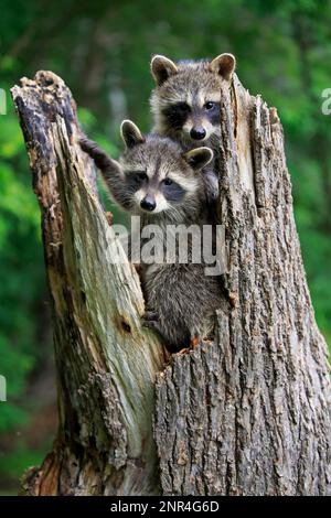 North American Raccoon (Procyon lotor), Gemeiner Waschbär, Cubs, Pine County, Minnesota, USA, Nordamerika Stockfoto