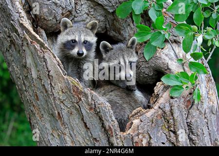 North American Raccoon (Procyon lotor), Gemeiner Waschbär, Cubs, Pine County, Minnesota, USA, Nordamerika Stockfoto