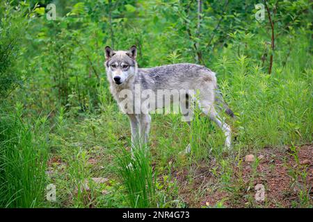 Gray Wolf (Canis lupus), Pine County, Minnesota, Nordamerika, USA Stockfoto