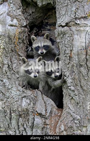 North American Raccoon (Procyon lotor), Gemeiner Waschbär, Cubs, Pine County, Minnesota, USA, Nordamerika Stockfoto