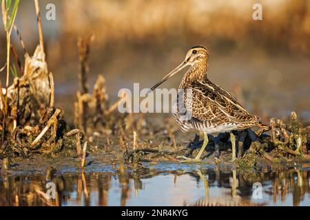 Schwarzschnabel (Gallinago gallinago) Schnappschnabel, Watvögel, auf der Suche nach Schilf, Futtersuche, Lebensraum, Neusiedler-See-Nationalpark, Österreich, Europa Stockfoto