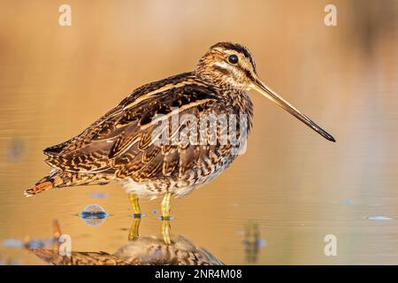 Schwarzschnabel (Gallinago gallinago) Schnappschnabel, Watvögel, auf der Suche nach Schilf, Futtersuche, Lebensraum, Neusiedler-See-Nationalpark, Österreich, Europa Stockfoto