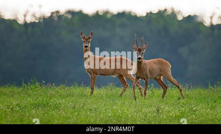 Europäisches Reh (Capreolus capreolus), Paar, Buck und Reh, Frühling, Klauenwild, Samt auf Geweih, Hupen, Flusslandschaft der mittleren Elbe, Mitte Stockfoto