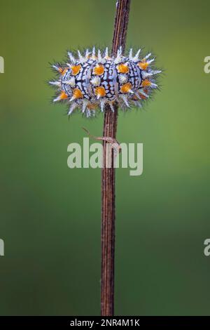 Raupe der Roten Fleckenfritillare (Melitaea didyma), die auf einem Stiel schläft, Flusslandschaft Mittelelbe, Biosphärenreservat Mittelelbe, Sachsen-an Stockfoto