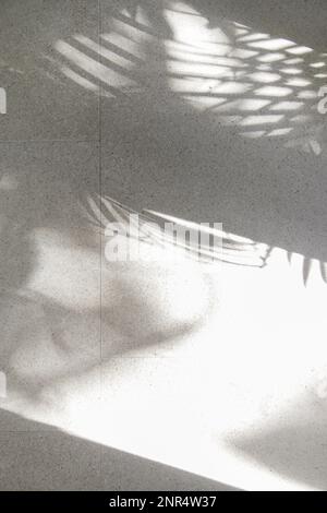 Palmenschatten auf weißem Boden Stockfoto