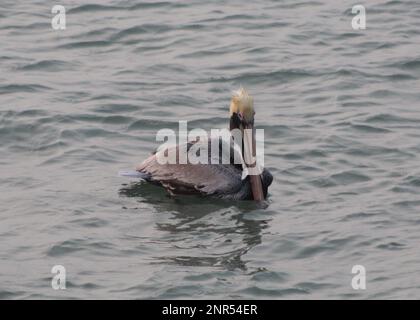 Pelikan am Wasser, Golf von Mexiko, South Padre Island Texas Stockfoto