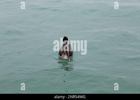 Pelikan auf dem Wasser, South Padre Island Texas, Golf von Mexiko Pelikan Stockfoto