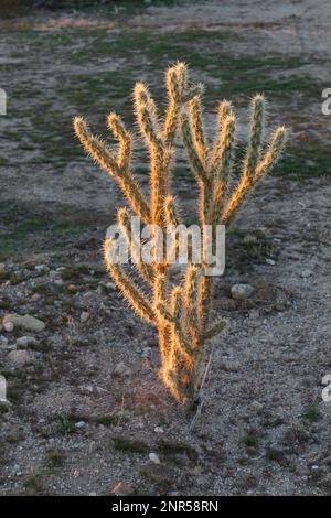 Sonnenuntergang auf Cholla Cactus Stockfoto