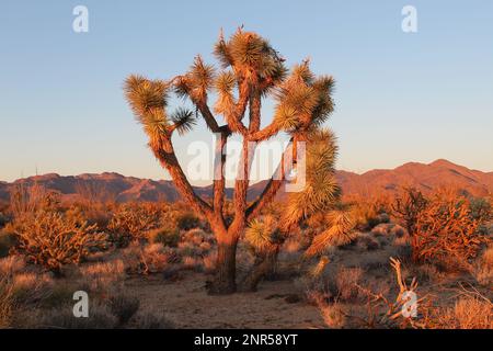 Joshua Tree im Mohave County, Arizona, Sonnenuntergang in der Wüste von Arizona, Hualapai Mountains Stockfoto