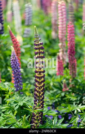 Nabana No Sato – einer der größten und beliebtesten Blumenparks Japans, einschließlich der berühmten Indoor Begonia Gardens und der farbenfrohen Lupinen. Stockfoto