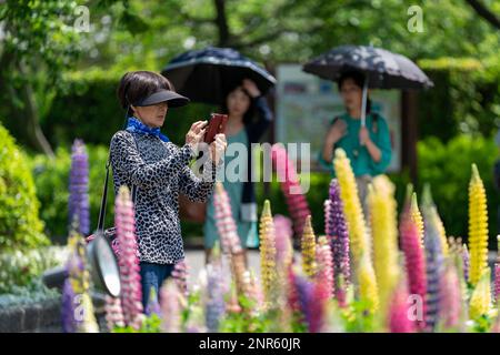 Eine Frau mit Sonnenblende macht Fotos von den blühenden Lupinen beim Nabano No Sato Garden Festival in Japan. Stockfoto