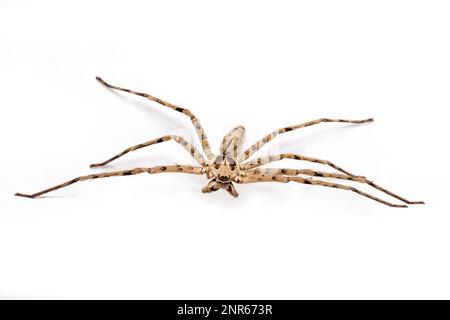 Die Huntsman-Spinne - Heteropoda venatoria auf weißem Hintergrund Stockfoto