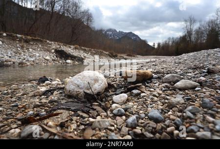 Schwangau, Deutschland. 23. Februar 2023. Der Pöllat-Gebirgsbach führt nur wenig Wasser. Angesichts der oft niedrigen Schneedecke in den Alpen und des fehlenden Regenfalls im Februar sagen Experten, dass bald eine massive Dürre droht. (An dpa: "Erschreckend wenig Schnee: Massive Dürreperioden") Kredit: Karl-Josef Hildenbrand/dpa/Alamy Live News Stockfoto