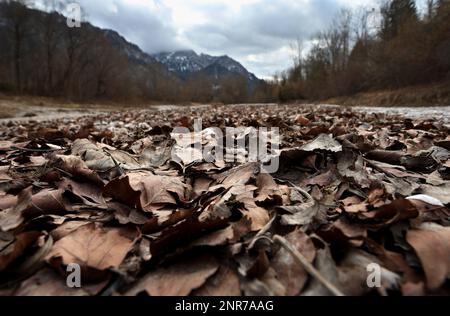 Schwangau, Deutschland. 23. Februar 2023. Trockene Herbstblätter liegen im Bett des Bergbaches Pöllat, der nur wenig Wasser transportiert. Angesichts der oft niedrigen Schneedecke in den Alpen und des fehlenden Regenfalls im Februar sagen Experten, dass bald eine massive Dürre droht. (An dpa: "Erschreckend wenig Schnee: Massive Dürreperioden") Kredit: Karl-Josef Hildenbrand/dpa/Alamy Live News Stockfoto