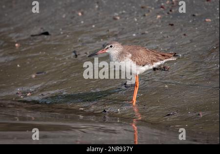 Gewöhnliche Rothaarige oder einfach Rothaarige ist eine eurasische Wader in der großen Familie Scolopacidae. Dieses Foto wurde von sundarbans, Bagladesh, aufgenommen. Stockfoto