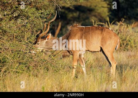 Männliche Kudu-Antilopen (Tragelaphus strepsiceros), die sich in ihrem natürlichen Lebensraum ernähren, Mokala-Nationalpark, Südafrika Stockfoto