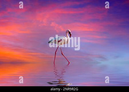 Niemand rosa Flamingo im Wasser bei Sonnenuntergang Stockfoto