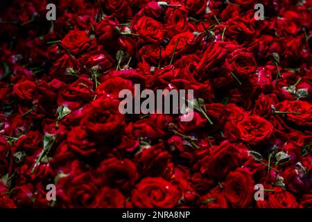 Natürlicher roter Rosenhintergrund, frischer Schnitt dunkler Rosen Nahaufnahme des Texturhintergrunds. Hochwertiges Foto Stockfoto