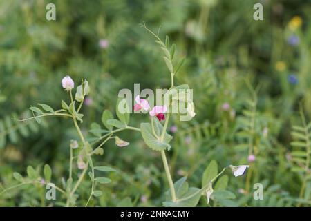 Auf dem Feld angebaute Biobrennwabe, rosafarbene Blüten von Gemeine Wiege, vicia sativa, Engraublättrige Wiege, Gartenwecke, Tara oder einfach, Stockfoto