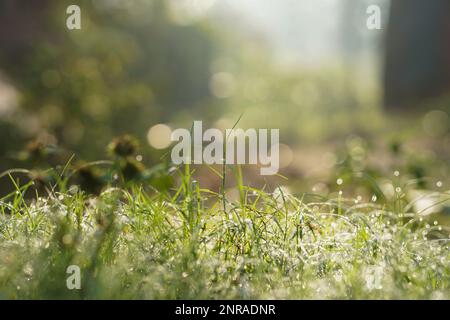 Nahaufnahme von Morgentau auf grünen Grashalmen bei Sonnenaufgang, Morgengras im Wald, morgendlicher natürlicher Hintergrund mit Gras, Stockfoto