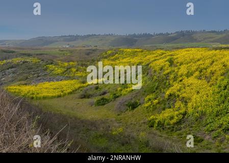 Kleine Hügel mit blühenden gelben Senfblumen. Stockfoto