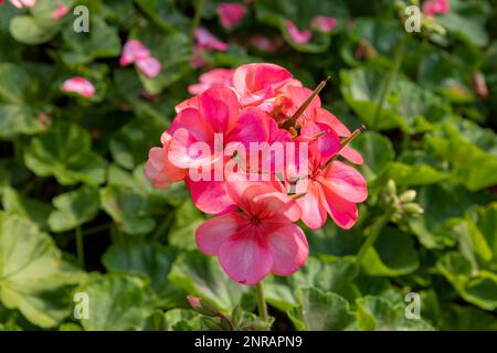 Pink Zonal Geranium, Pelargonium hortorum mit roten Blumen mit grünen Blättern im Garten, Pelargonium Stockfoto