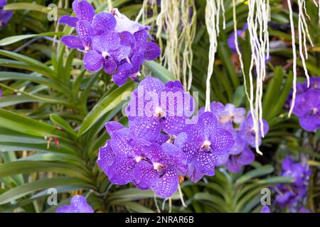 Blühende blaue Orchideenblume, gemeinhin als blaue Vanda coerulea bekannt, in Blau und Lila Stockfoto