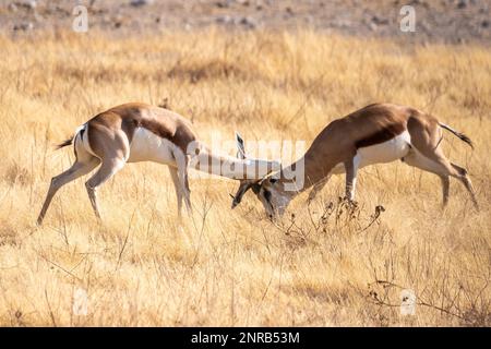 Abschluss von zwei Impalas - Aepyceros melampus -, die im Etosha-Nationalpark, Namibia, miteinander kämpfen. Stockfoto