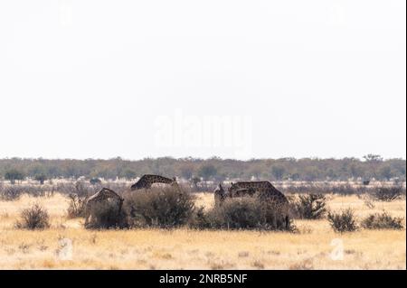 Eine Gruppe angolanischer Giraffen - Giraffa giraffa angolensis - auf den Ebenen des Etosha-Nationalparks, Namibia. Stockfoto