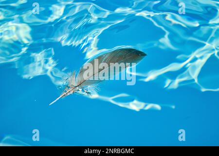 Eine graue Feder schwebt flach auf tiefblauem, sonnenverwöhntem Wasser. Stockfoto