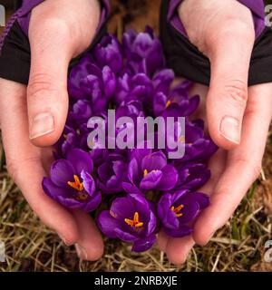 Nahaufnahme weibliche Hände sanft halten blühende Krokusblumen Konzeptfoto Stockfoto