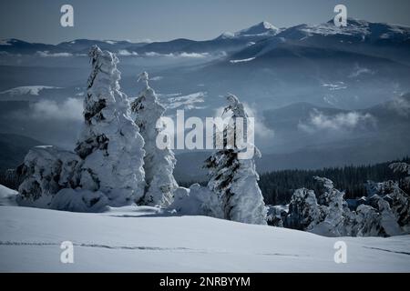 Immergrüner Bergwald nach heftigem Schneefallfoto Stockfoto