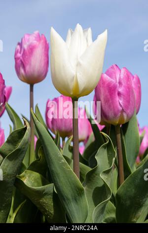 Eine einzelne weiße Tulpe steht auf einem Feld mit rosa Tulpen in voller Blüte. Stockfoto