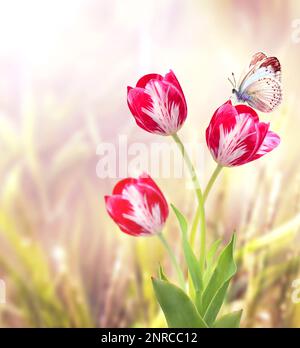 Schmetterling und rote Tulpen auf abstraktem sonnigen, verschwommenen Frühlingshintergrund. Sommerszene mit Tulpenblumen und grünem Gras. Vertikales Federbanner. Mach dich lustig Stockfoto