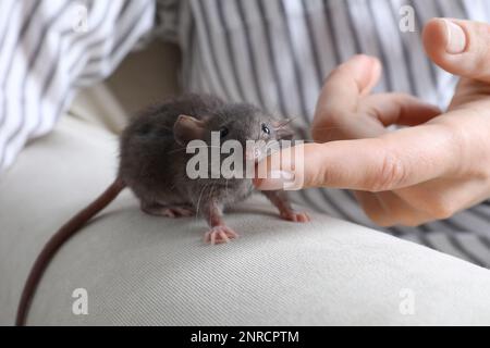 Frau mit süßer, kleiner Ratte auf dem Sofa, Nahaufnahme Stockfoto