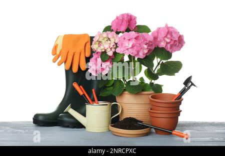 Schöne blühende Pflanze, Gartenwerkzeuge und Zubehör auf grauem Holztisch vor weißem Hintergrund Stockfoto