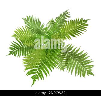 Wunderschöne tropische Farnblätter auf weißem Hintergrund Stockfoto
