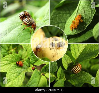 Collage mit verschiedenen Fotos von Colorado Kartoffelkäfern auf grünen Blättern Stockfoto