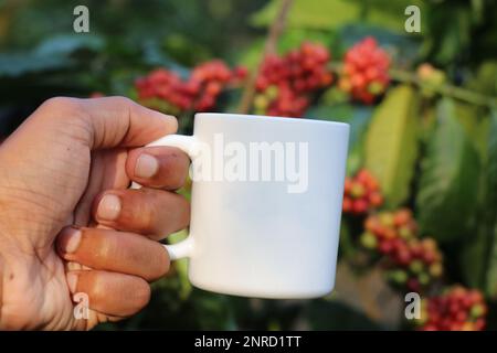 Kaffeetasse in der Hand gehalten mit Kaffeepflanze und Kaffeebohnen im Hintergrund. Konzept des Rohstoffes für das Endverbraucherprodukt Stockfoto