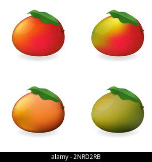 Vektordarstellung reifer und reifer Mangos. Stock Vektor